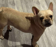 Load image into Gallery viewer, Ingrid - Cream French Bulldog, 2yo Female