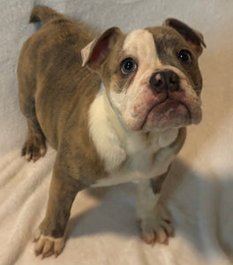 Linda - Female English Bulldog Puppy