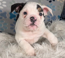 Load image into Gallery viewer, Bob - Male English Bulldog Puppy