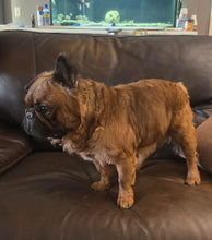 Load image into Gallery viewer, Samsquanch - Red Fawn Fluffy French Bulldog, 4yo Male