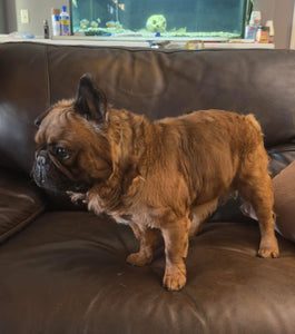 Samsquanch - Red Fawn Fluffy French Bulldog, 4yo Male