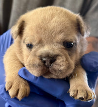 Load image into Gallery viewer, “Biscuit” Male Merle French Bulldog [CLAIMED]