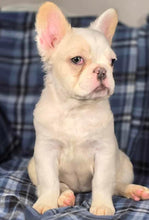 Load image into Gallery viewer, Macadamia - French Bulldog Sub-Adult Fluffy Female ( &gt;1 Year Old )