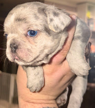 Load image into Gallery viewer, “Strudel” Female Merle French Bulldog [AVAILABLE]