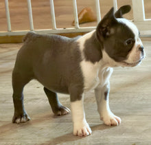 Load image into Gallery viewer, “Husky” French Bulldog Female