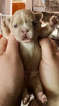 Load image into Gallery viewer, “Mocha” - Isabella Fluffy French Bulldog, Female [CLAIMED]