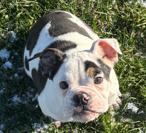 Bob - Male English Bulldog Puppy