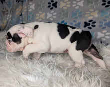 Load image into Gallery viewer, Bob - Male English Bulldog Puppy