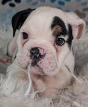 Load image into Gallery viewer, Bob - Male English Bulldog Puppy