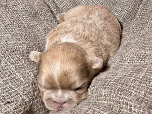“Mocha” - Isabella Fluffy French Bulldog, Female [CLAIMED]