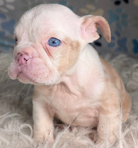 Louise - Female English Bulldog Puppy (HOLDING)