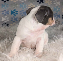 Load image into Gallery viewer, Tina - Female English Bulldog Puppy