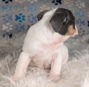 Tina - Female English Bulldog Puppy