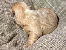 Load image into Gallery viewer, “Mocha” - Isabella Fluffy French Bulldog, Female [CLAIMED]