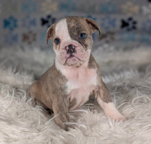 Load image into Gallery viewer, Linda - Female English Bulldog Puppy