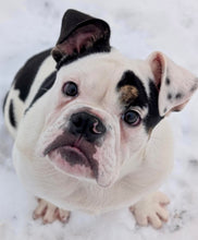 Load image into Gallery viewer, Bob - Male English Bulldog Puppy