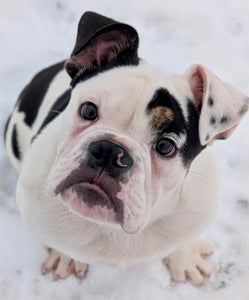 Bob - Male English Bulldog Puppy