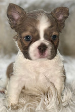Load image into Gallery viewer, “Pandora” Female Fluffy Panda Pied French Bulldog [HOLDING]