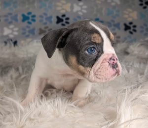 Tina - Female English Bulldog Puppy