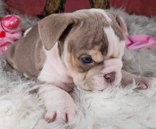 Load image into Gallery viewer, &quot;Desmond&quot; Male English Bulldog