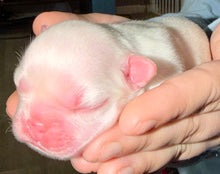 Load image into Gallery viewer, “Muffin” Female High White Merle Pied French Bulldog [HOLDING]