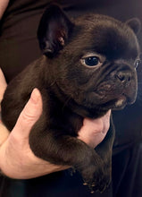 Load image into Gallery viewer, “Bert” Black French Bulldog Male [AVAILABLE]