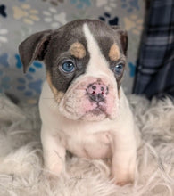 Load image into Gallery viewer, Tina - Female English Bulldog Puppy