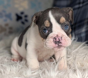 Tina - Female English Bulldog Puppy