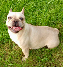 Load image into Gallery viewer, Ingrid - Cream French Bulldog, 2yo Female
