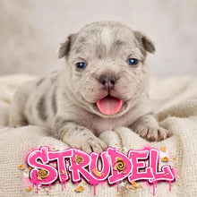 Load image into Gallery viewer, “Strudel” Female Merle French Bulldog [AVAILABLE]