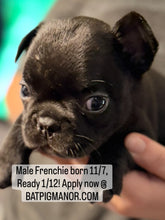 Load image into Gallery viewer, “Bert” Black French Bulldog Male [AVAILABLE]
