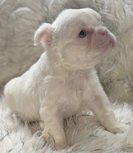 Load image into Gallery viewer, “Muffin” Female High White Merle Pied French Bulldog [HOLDING]