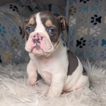 Load image into Gallery viewer, Tina - Female English Bulldog Puppy