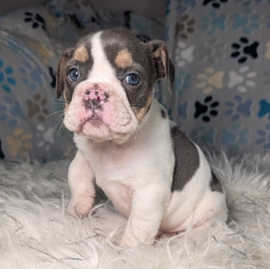 Tina - Female English Bulldog Puppy