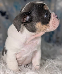 Tina - Female English Bulldog Puppy