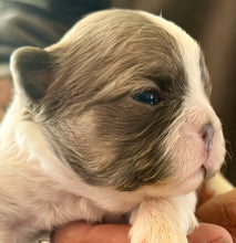 Load image into Gallery viewer, “Pandora” Female Fluffy Panda Pied French Bulldog [HOLDING]