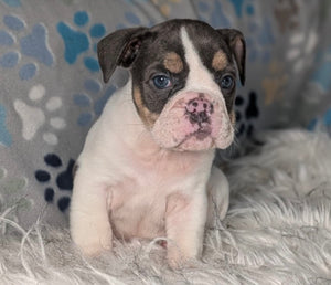 Tina - Female English Bulldog Puppy