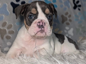 Tina - Female English Bulldog Puppy