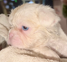 Load image into Gallery viewer, “Muffin” Female High White Merle Pied French Bulldog [HOLDING]