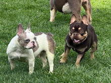 Load image into Gallery viewer, Bubba - 2yo Rojo &amp; Tan French Bulldog Male