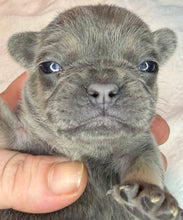Load image into Gallery viewer, Blue &amp; Tan Female French Bulldog Puppy [AVAILABLE]