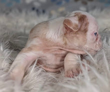 Load image into Gallery viewer, Louise - Female English Bulldog Puppy (HOLDING)