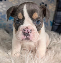 Load image into Gallery viewer, Tina - Female English Bulldog Puppy