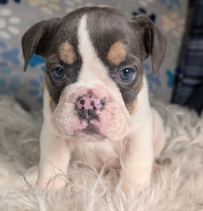 Tina - Female English Bulldog Puppy