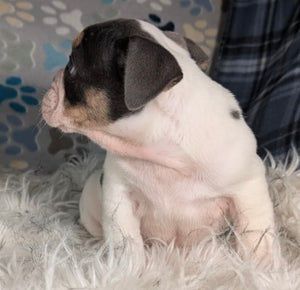 Tina - Female English Bulldog Puppy