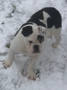 Bob - Male English Bulldog Puppy