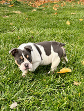 Load image into Gallery viewer, Tina - Female English Bulldog Puppy [CLAIMED]