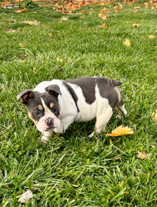 Tina - Female English Bulldog Puppy [CLAIMED]