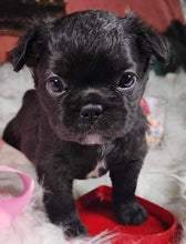 Load image into Gallery viewer, “Kevin” Male Fluffy French Bulldog