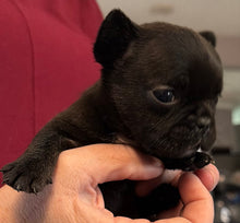 Load image into Gallery viewer, “Ernie” Black French Bulldog Male [AVAILABLE]